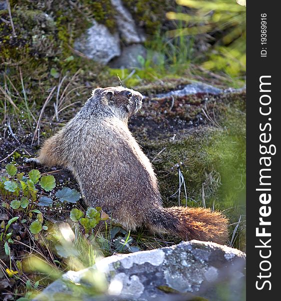 Marmot among rocks and plants.