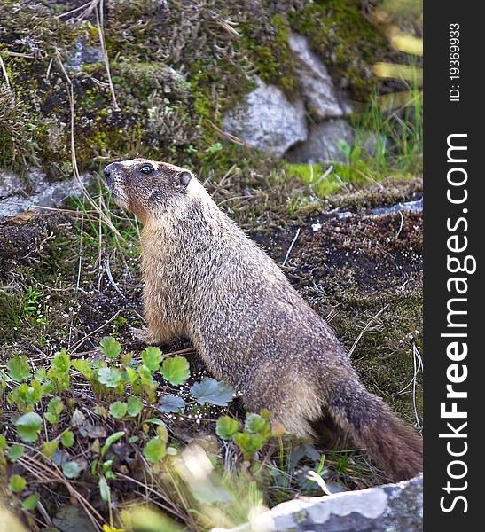 Small furry marmot.