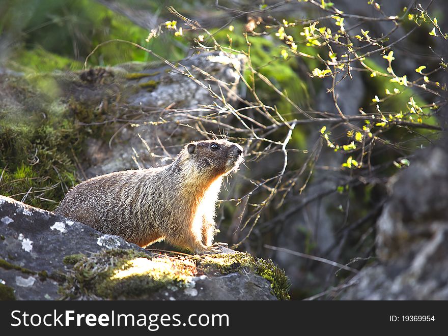 A small marmot sits on a rock within thick vegetation. A small marmot sits on a rock within thick vegetation.