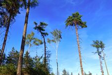 Trees And Sky Stock Photography Trees And Sky Stock Photography