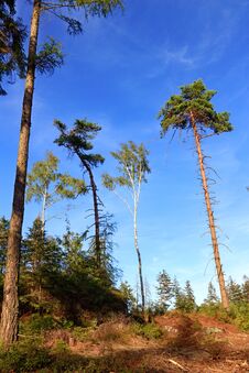 Trees And Sky Royalty Free Stock Photos Trees And Sky Royalty Free Stock Photos