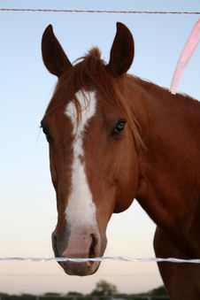 Quarter Horse Stock Photography