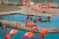 American Flamingoes Royalty Free Stock Photography American Flamingoes Royalty Free Stock Photography