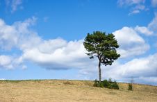 Lonely Tree Stock Images Lonely Tree Stock Images