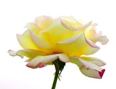 Yellow Rose Royalty Free Stock Images Yellow Rose Royalty Free Stock Images