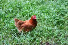 Free-range Chicken Stock Image Free-range Chicken Stock Image