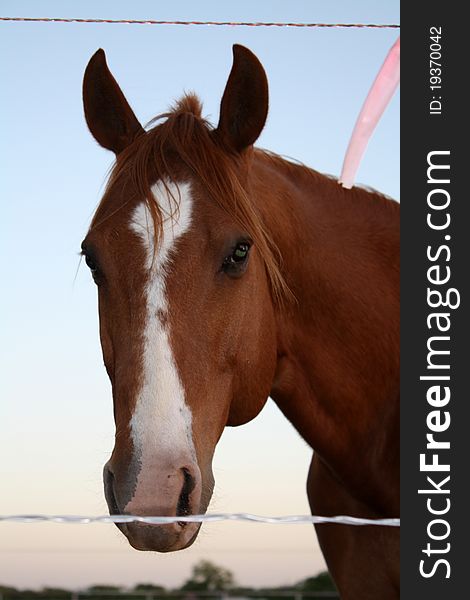 The face of a quarter horse with white blaze standing behind barbed wire fence.