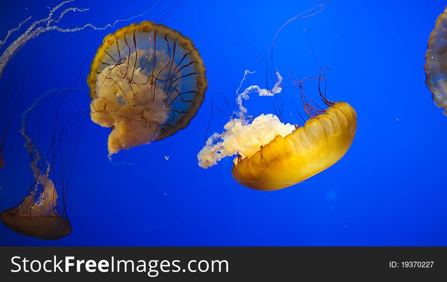Jellyfish swimming in Tennessee Aquarium