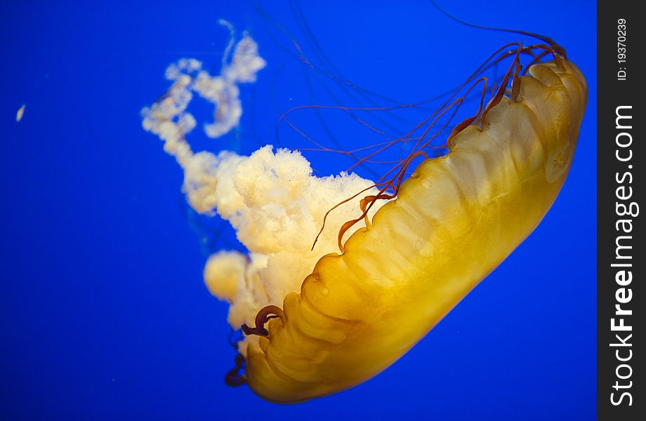 Jellyfish swimming in Tennessee Aquarium