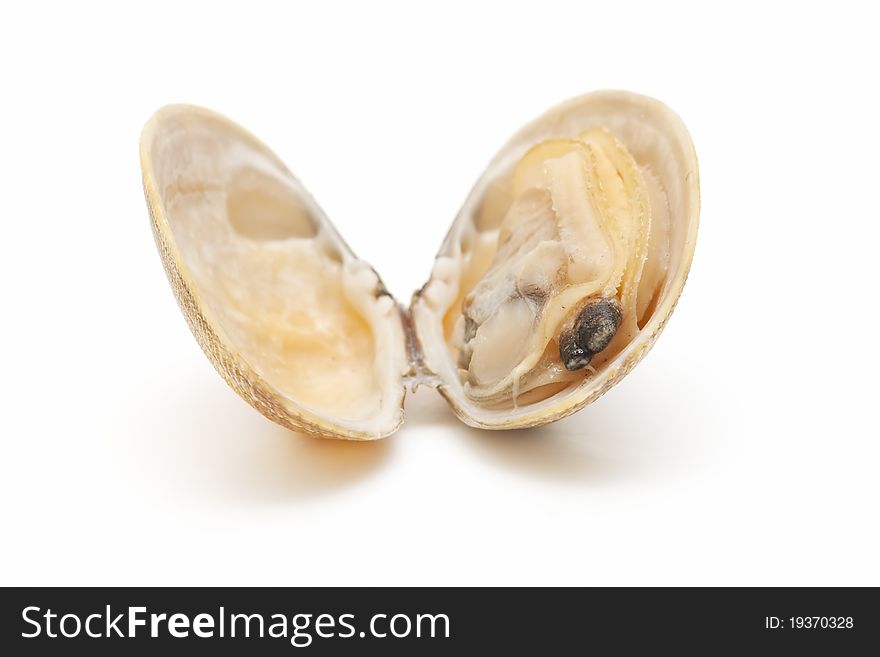 Clam