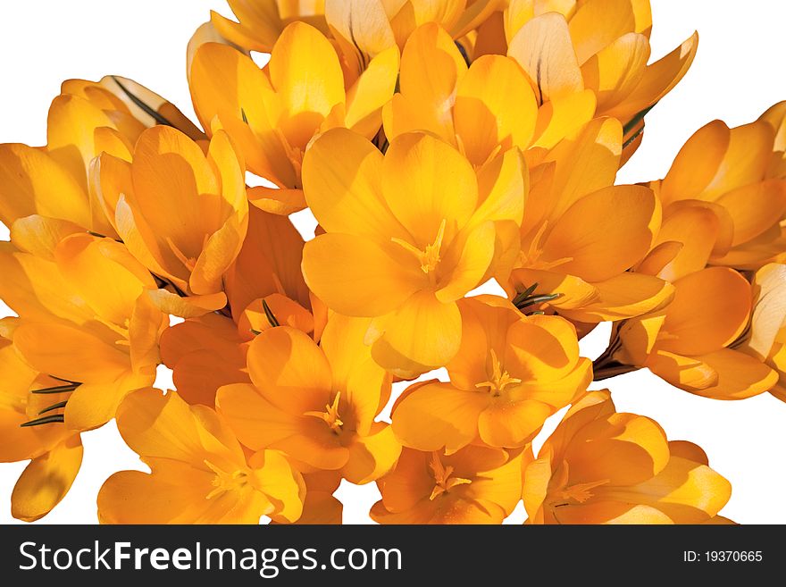 Yellow crocuses are located on a white background. Yellow crocuses are located on a white background.