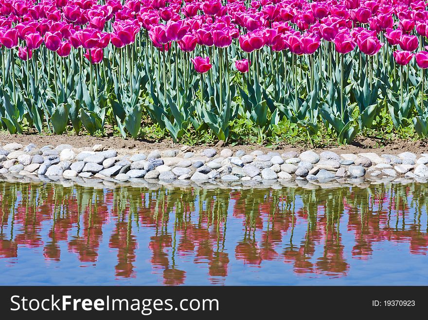 Tulip flowerbed in the pond
