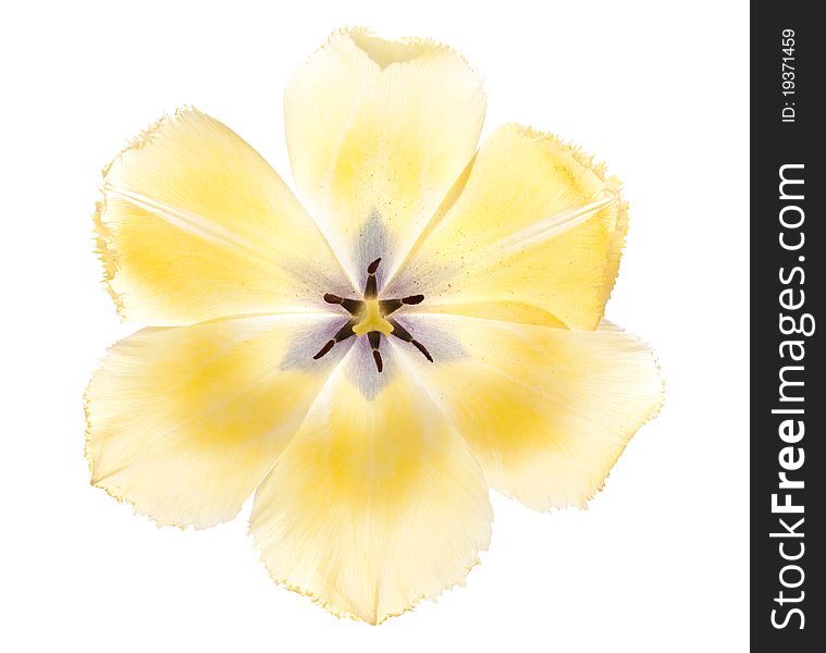 Bud of a yellow tulip covered with flower pollen. Bud of a yellow tulip covered with flower pollen.