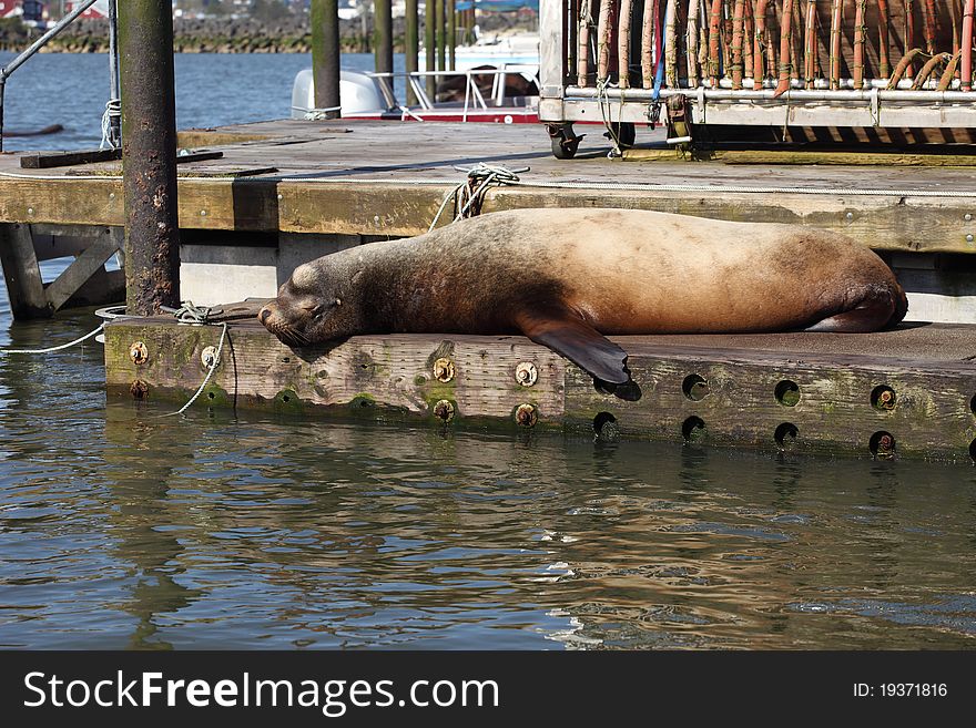 A sea-lion dozing off on a platform in Astoria OR. A sea-lion dozing off on a platform in Astoria OR.