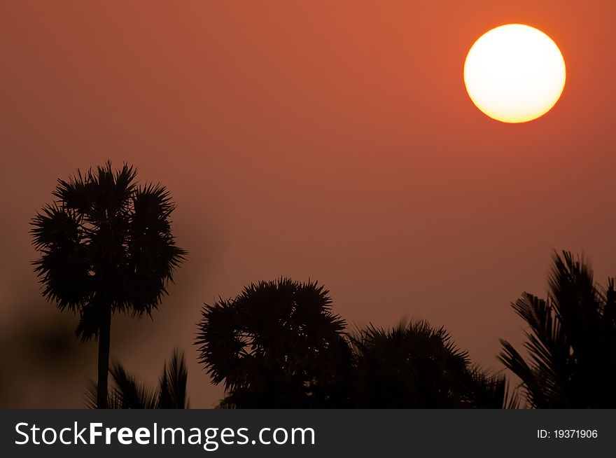 Sun rising over palm trees in a tropical country. Sun rising over palm trees in a tropical country