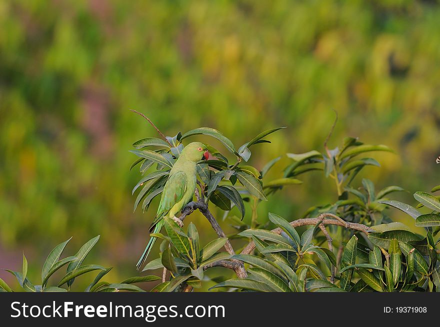 A lonely rose ringed parakeet perching on a mango tree