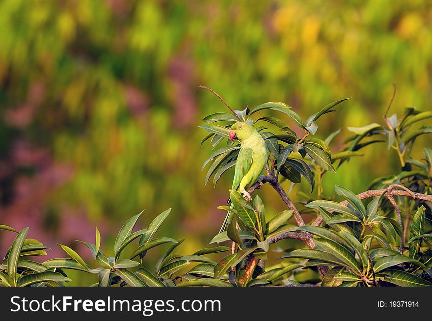 Rose Ringed Parakeet