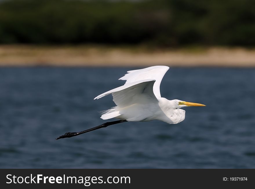 A Little Egret in its natural habitat