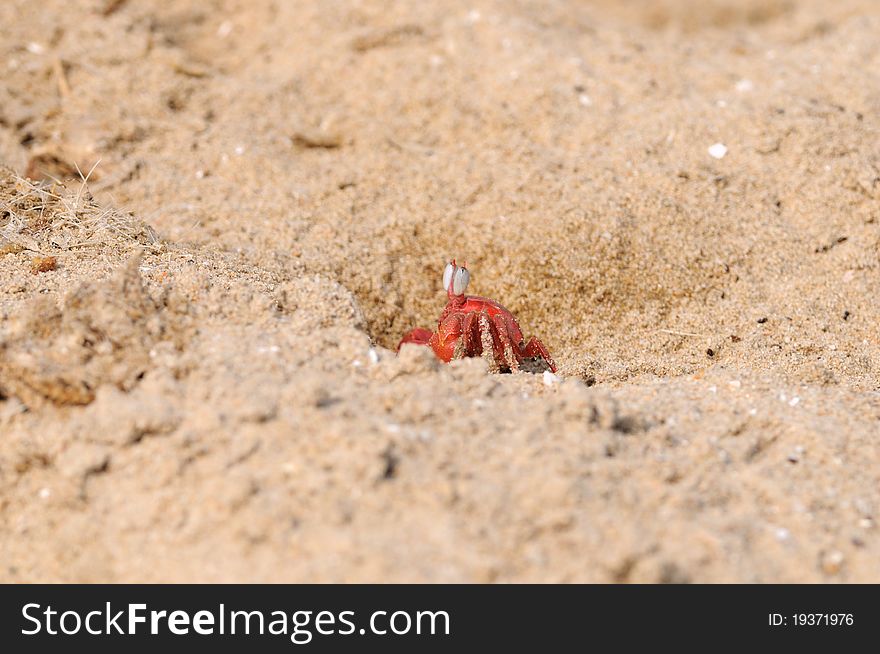 A lonely Fiddler crab defending its terittory