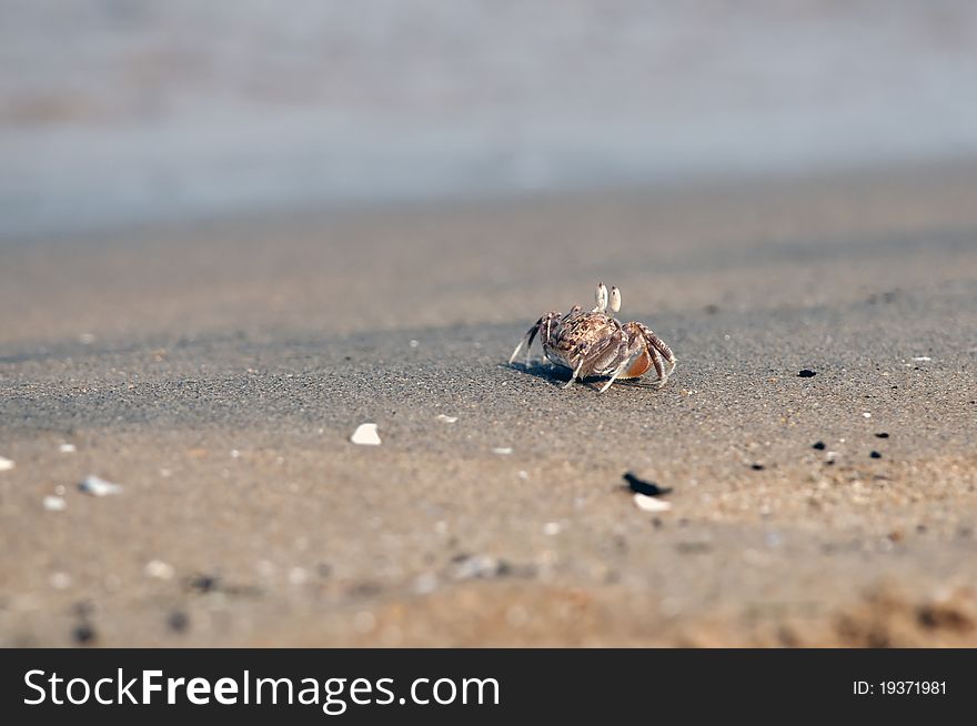 A lonely Fiddler crab defending its terittory