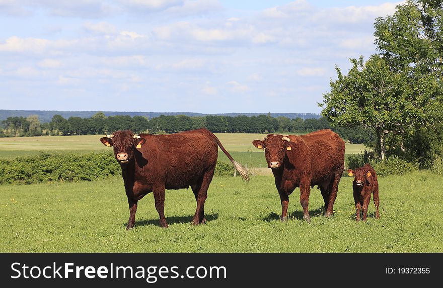 Image of three cows in Normandy in Northern France. The region is very famous for its milk production. Image of three cows in Normandy in Northern France. The region is very famous for its milk production.