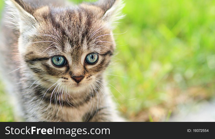 Adorable young cat in the grass