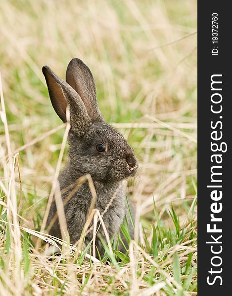 Gray rabbit in grass closeup