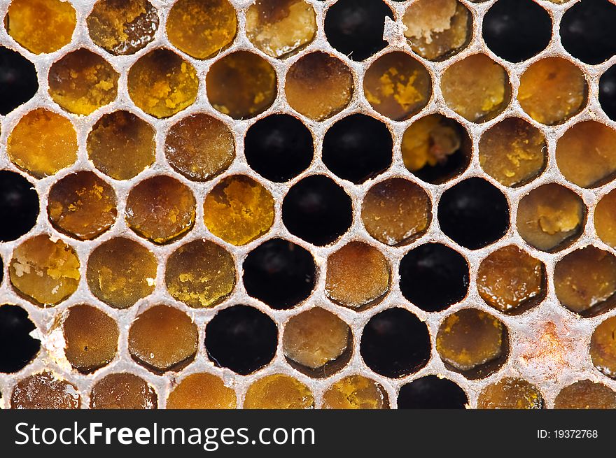 Fresh honeycom texture close up