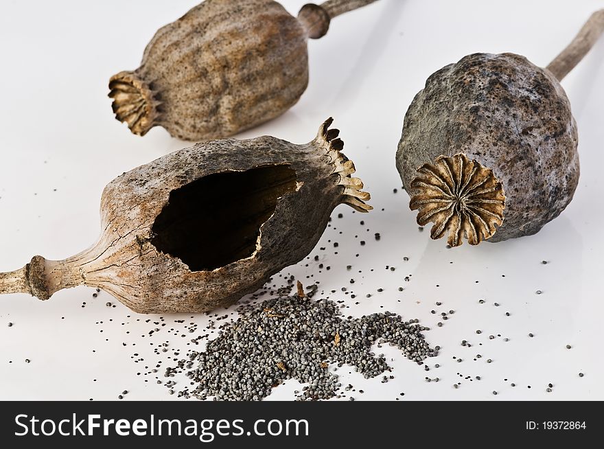 Dried poppy bolls close up