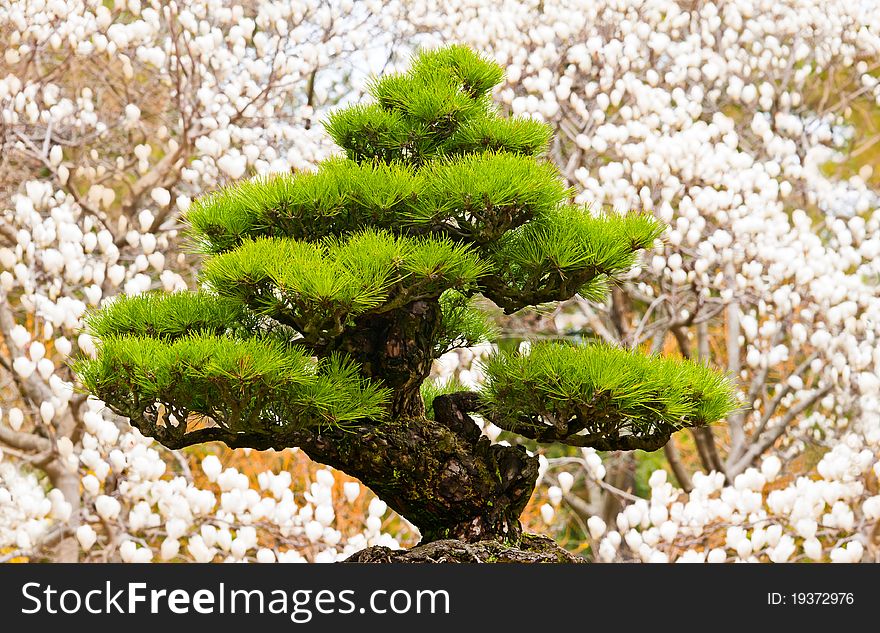 Bonsai tree on white magnolia background at Hallim Park of Jeju island Korea