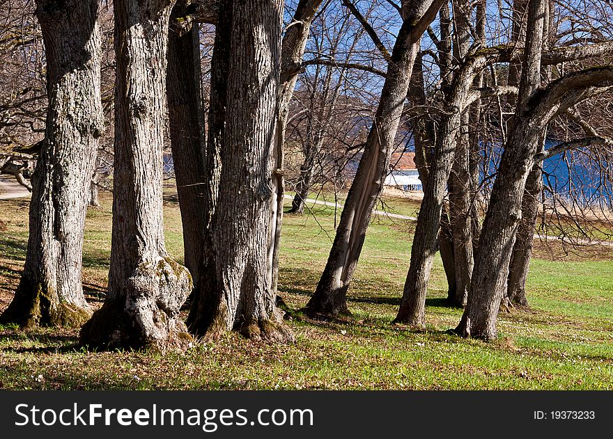 A couple of old park tree in springtime. A couple of old park tree in springtime.