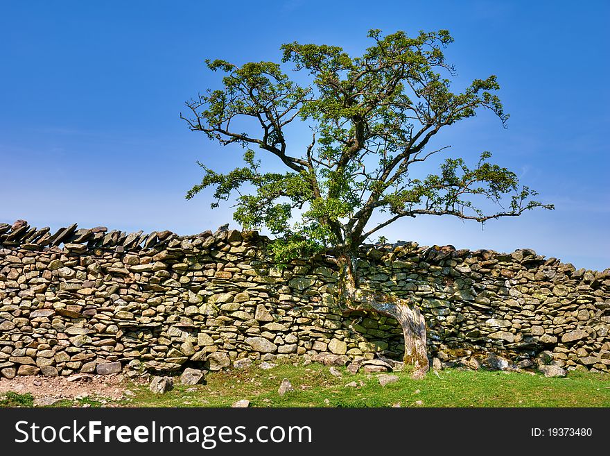 Tree growing on a dry stone wall