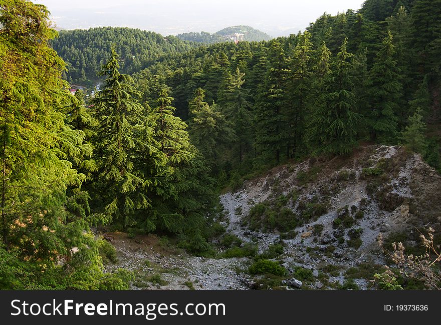 Coniferous forests in mountainous terrain