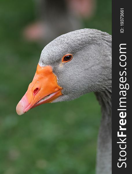 Grey duck head portrait in nature