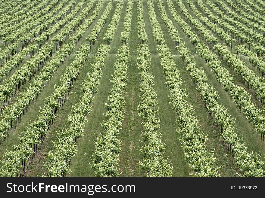 Detail of a vineyard with all the plants,seen as a background or a texture. Detail of a vineyard with all the plants,seen as a background or a texture