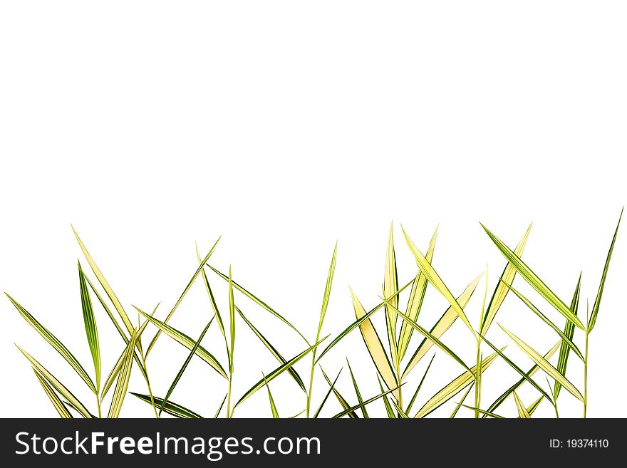 Bamboo Leaves Isolated On White Background