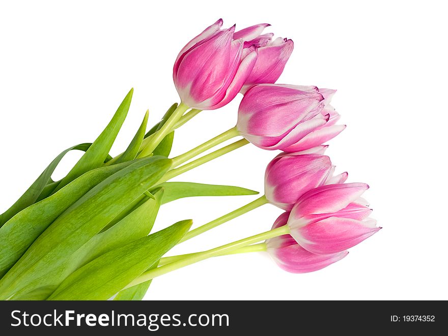 Bouquet of pink tulips