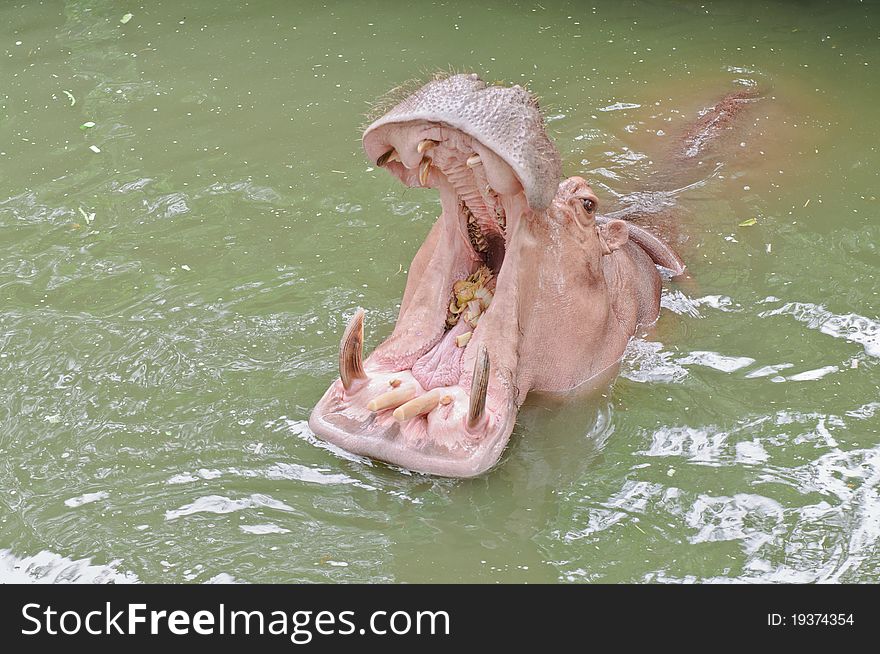 Hippopotamus with the opened mouth. Hippopotamus with the opened mouth.