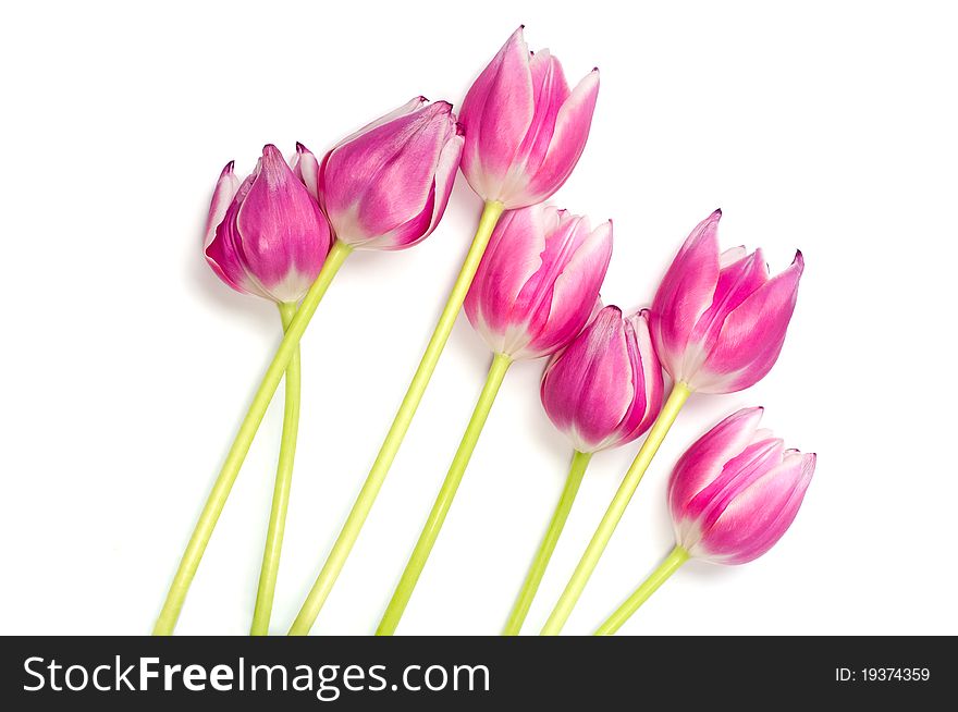 Bouquet Of Pink Tulips