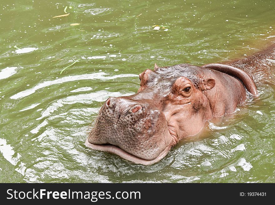 Hippo swimming in the water. Hippo swimming in the water.