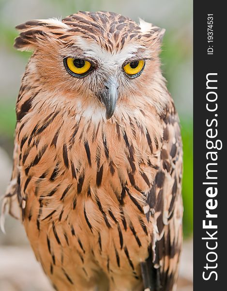 Eurasian Eagle-owl portrait, close-up