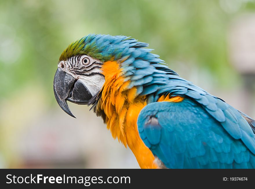 Blue-and-yellow Macaw, Close - up.