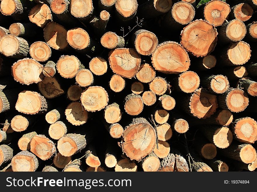 Large wood trunks near forrest