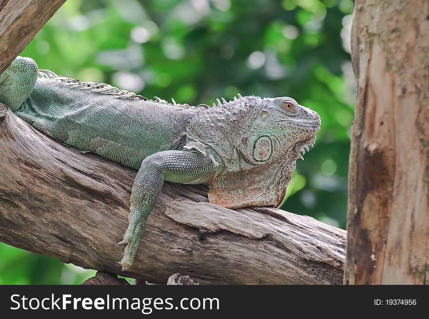 Portrait of an iguana in the Thailand. Portrait of an iguana in the Thailand.