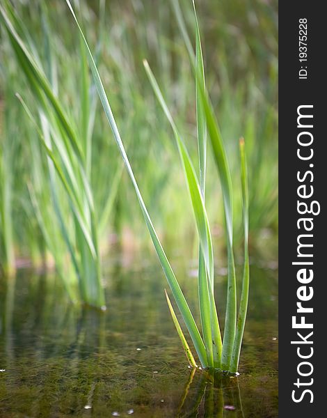 Reeds growing in a shallow river - portrait exterior