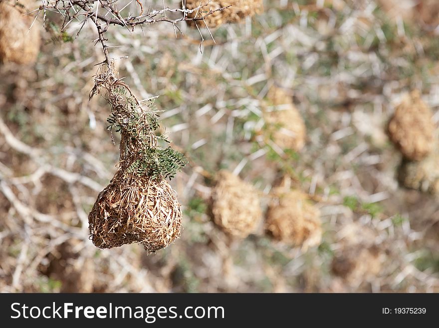 Weaver nests hanging off of thorn branches