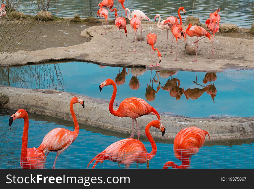 The Greater Flamingo (Phoenicopterus roseus) and The American Flamingo (Phoenicopterus ruber) . The Greater Flamingo (Phoenicopterus roseus) and The American Flamingo (Phoenicopterus ruber)