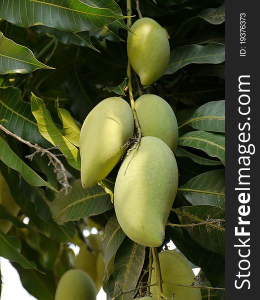 Mango tree, tropical fruit in Thailand