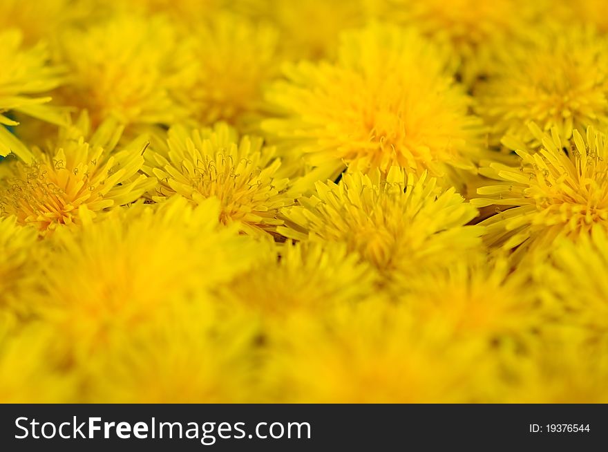 Abstract background of blooming yellow dandelion closeup. Abstract background of blooming yellow dandelion closeup