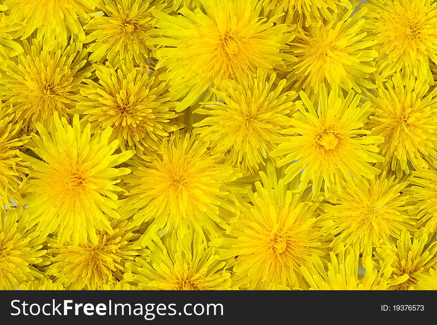 Abstract Background Of Flowering Yellow Dandelions